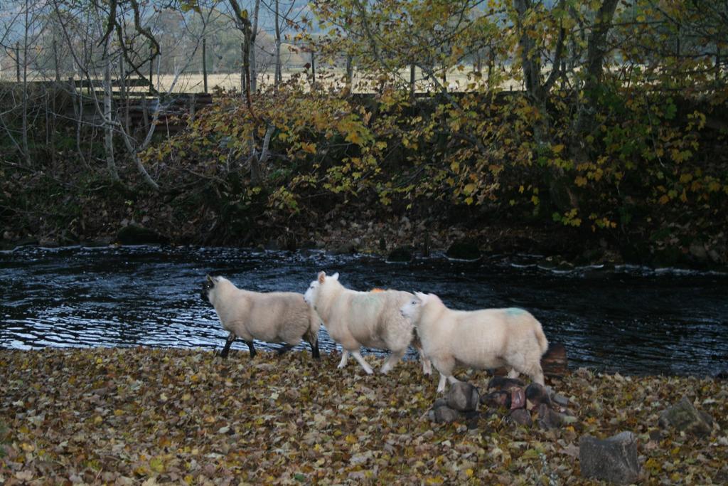 Hotel BCC Lochness Glamping Bearnock Zimmer foto